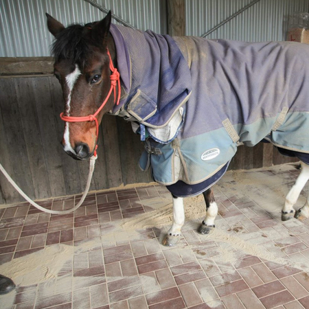 Nav photo horse 3